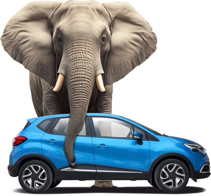 Elephant protecting a blue car