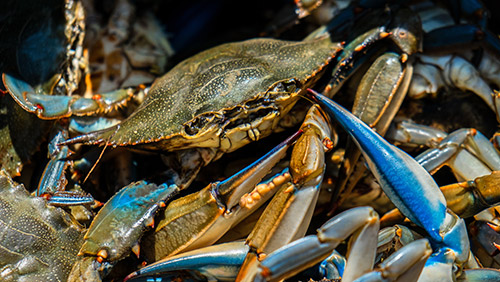 Blue Crab Chesapeake Bay in Maryland
